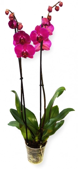 Orhidee Phalaenopsis ghiveci